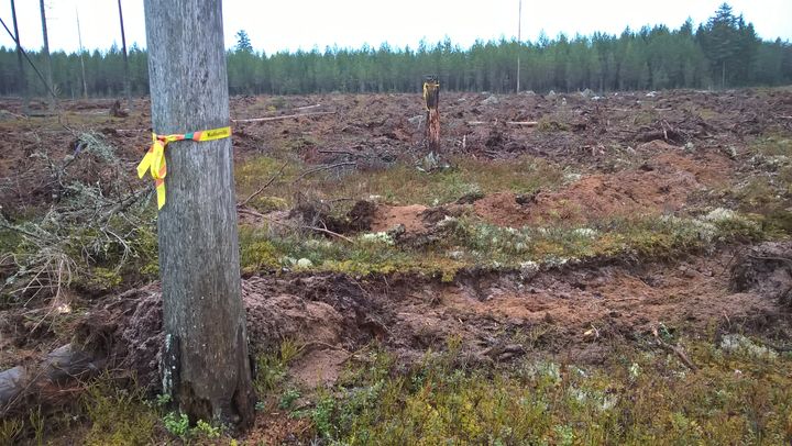 Andelen skador på kända kulturlämningar vid avverkningar har ökat, det visar Skogsstyrelsens senaste inventering av kulturmiljöhänsynen i skogen. Foto: Camilla Zilo/Skogsstyrelsen. (Bilden får publiceras i media i samband med artikel eller inslag kring nyheten.)