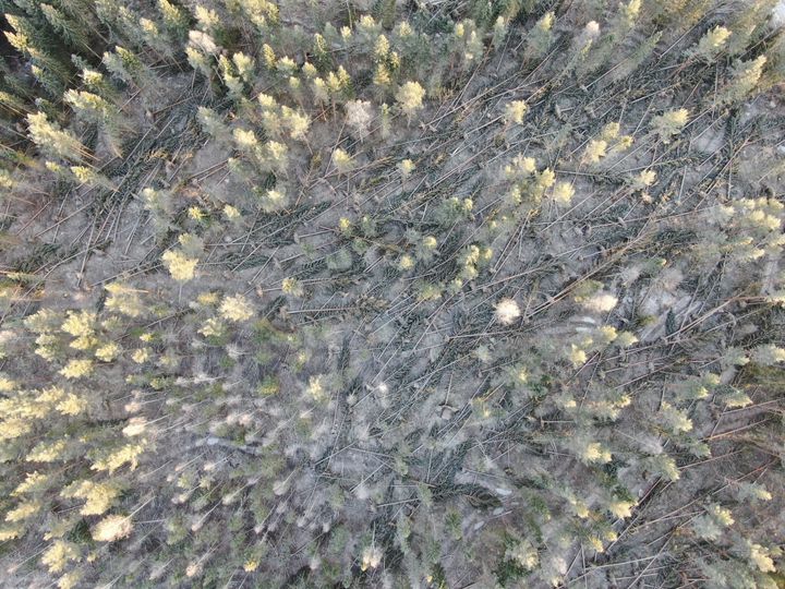 Drönarbild som visar skog där många träd har fallit på grund av storm