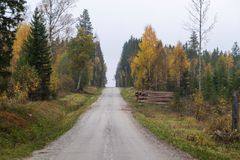 Foto: Åke Sjöström, Skogsstyrelsen