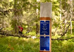 Biotopskydd och Naturvårdsavtal är de två skyddsformer som Skogsstyrelsen hanterar och senaste statistiken visar att tillskottet ökade under 2025. Foto: Anton Kristiansson/Skogsstyrelsen (Bilden får användas fritt i samband med rapportering om den här nyheten.)