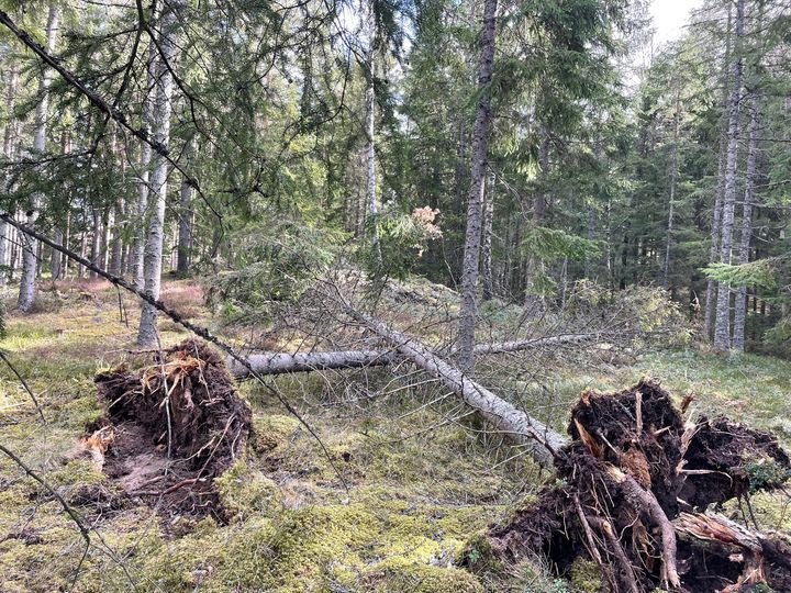 Spridda vindfällen från stormen Dave. Foto Ulrika Kraft Stenlund/Skogsstyrelsen