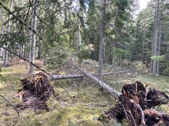 Spridda vindfällen från stormen Dave. Foto Ulrika Kraft Stenlund/Skogsstyrelsen