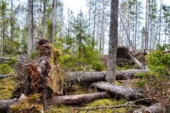 Vindfälle av gran. Bilden får användas fritt i samband med denna nyhet. Foto Emma Liljewall/Skogsstyrelsen