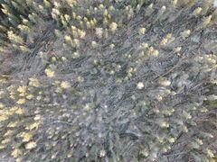 Drönarbild över stormfälld skog efter stormen Johannes. Foto Skogsstyrelsen (Bilden får användas fritt i samband med rapportering om denna nyhet.)