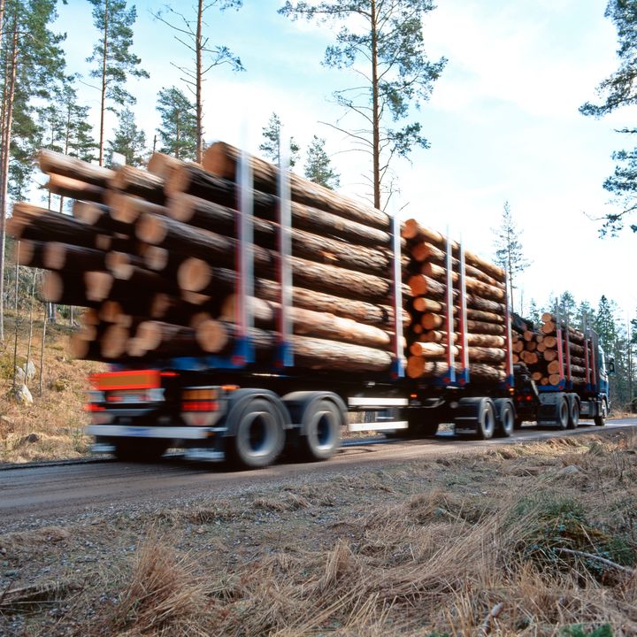 Lastbil transporterar timmerstockar på skogsväg.
