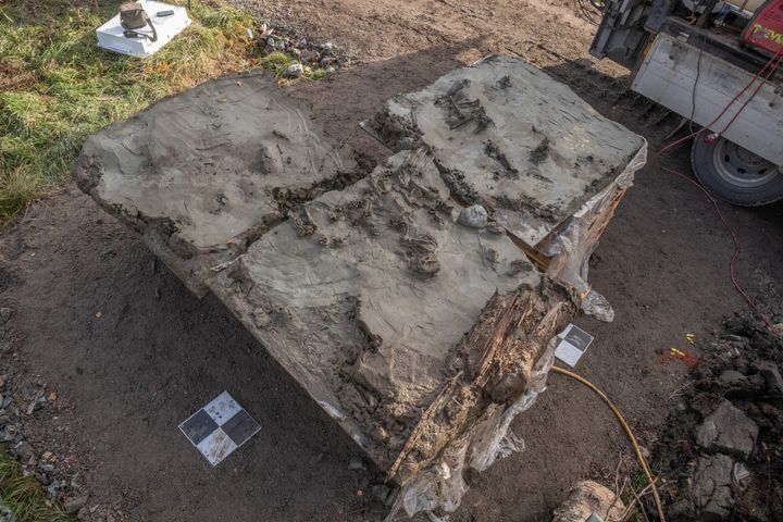 Ett ovanligt och mycket välbevarat fynd har gjorts i Logsjömossen, en 5 000 år gammal hund – nedlagd tillsammans med en 25 centimeter lång bendolk.