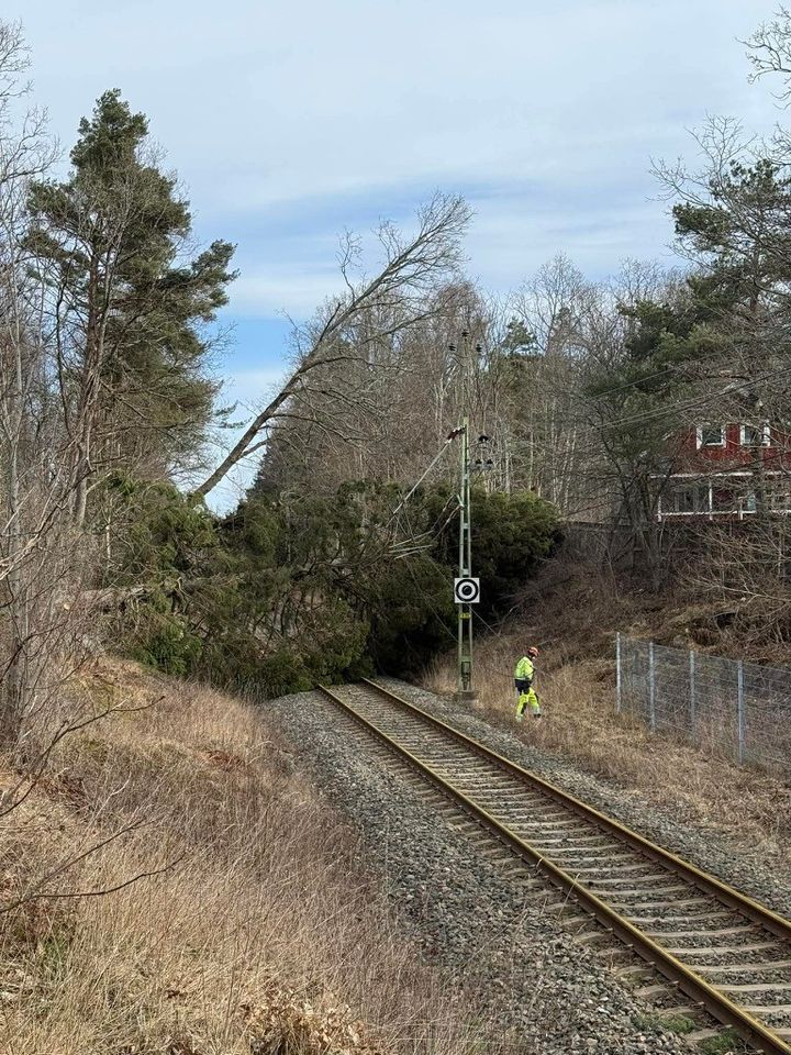 Träd över Älvsborgsbanan