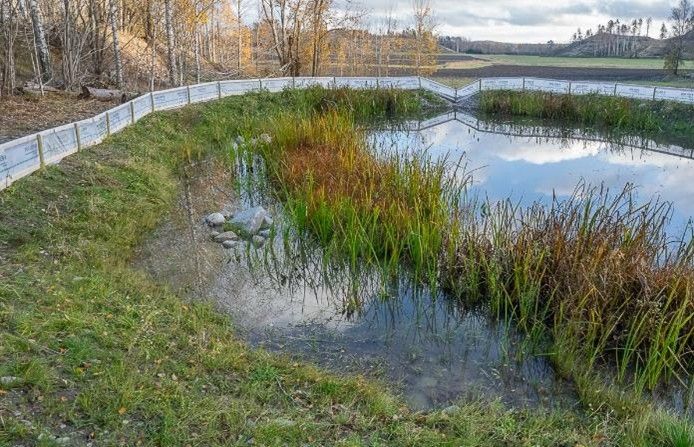 Nya dammen för salamander