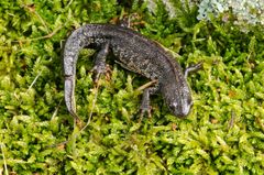 Större salamander