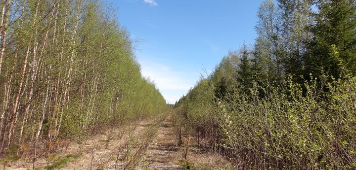 Under sommaren 2026 påbörjar Trafikverket arbetet med att röja vegetationen på järnvägen Morjärv–Karungi–Haparanda
