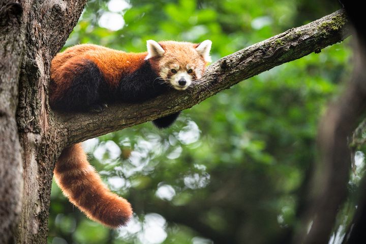 Röd panda på Nordens Ark