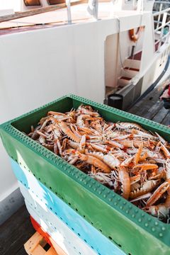 Skaldjur i Bohuslän