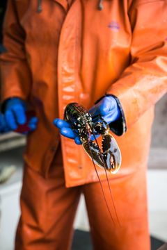 Hummerfiske i Bohuslän