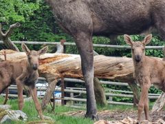 Twin moose calves born at Skansen in Stockholm.
